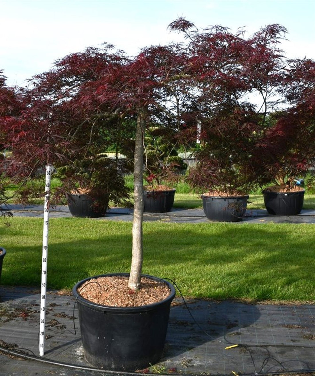 Japansk lönn – Acer palmatum &