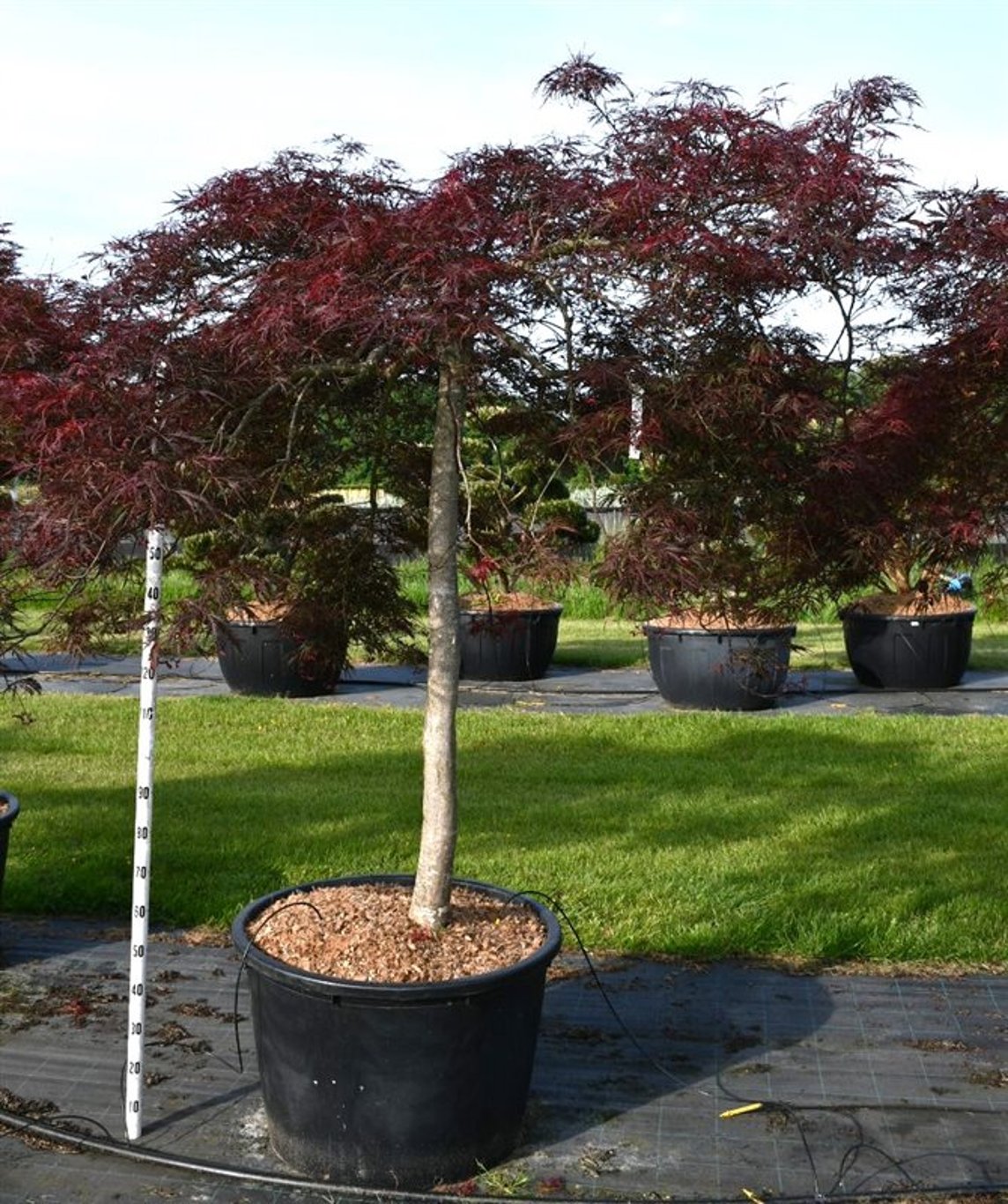 Japansk lönn – Acer palmatum &