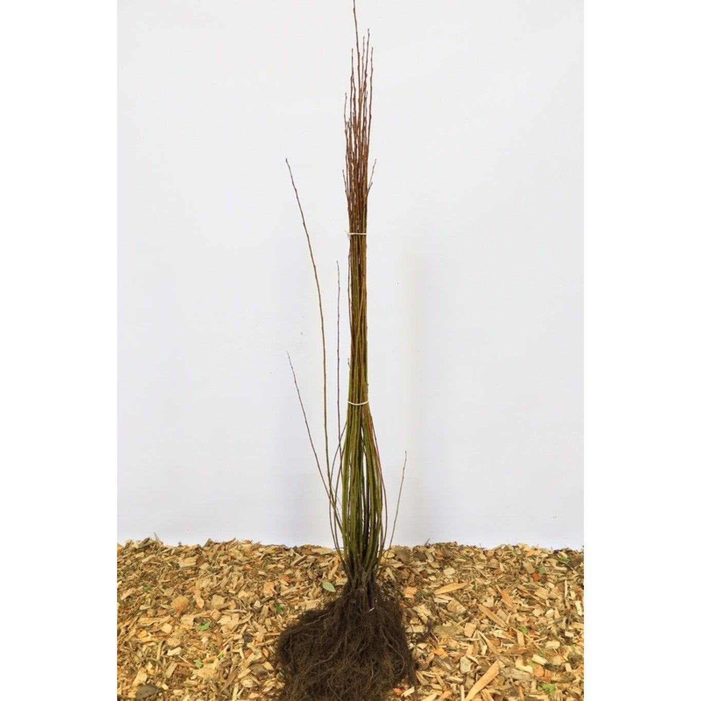 Jolster – Salix pentandra - 60-100 CM bare root 0/1   1-2 branche
