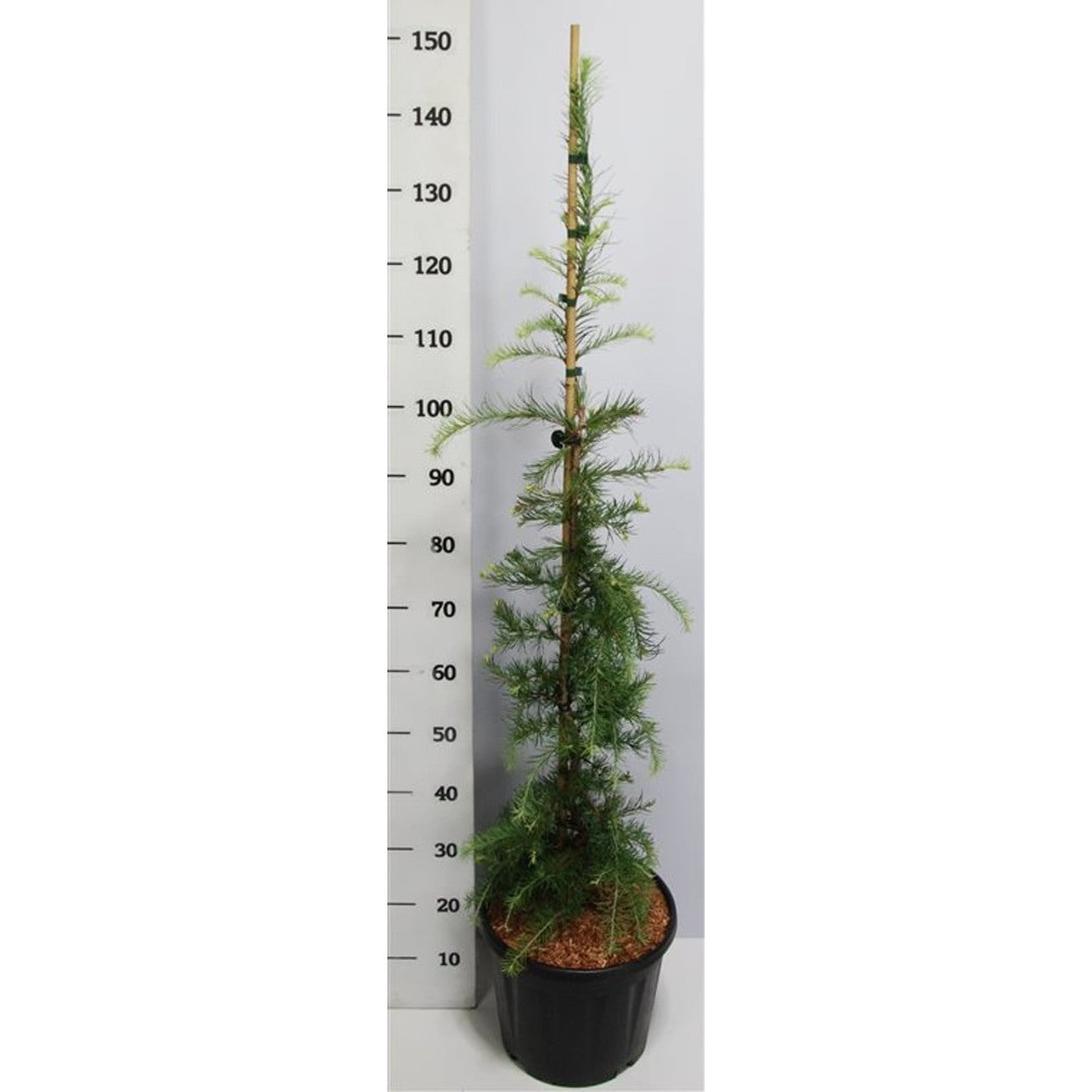 Japansk lärk – Larix kaempferi 'Stiff Weeper' - C13 100-125 cm. Gestokt