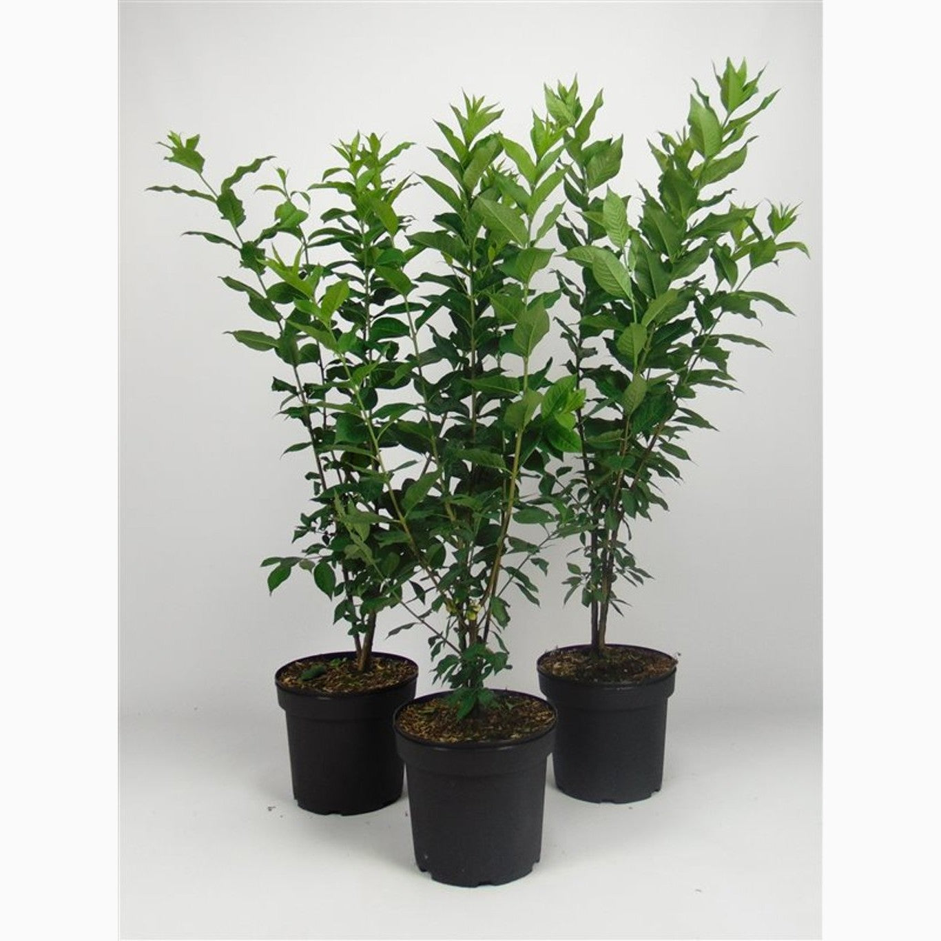 Benved – Euonymus europaeus - C7.5 80-100 CM