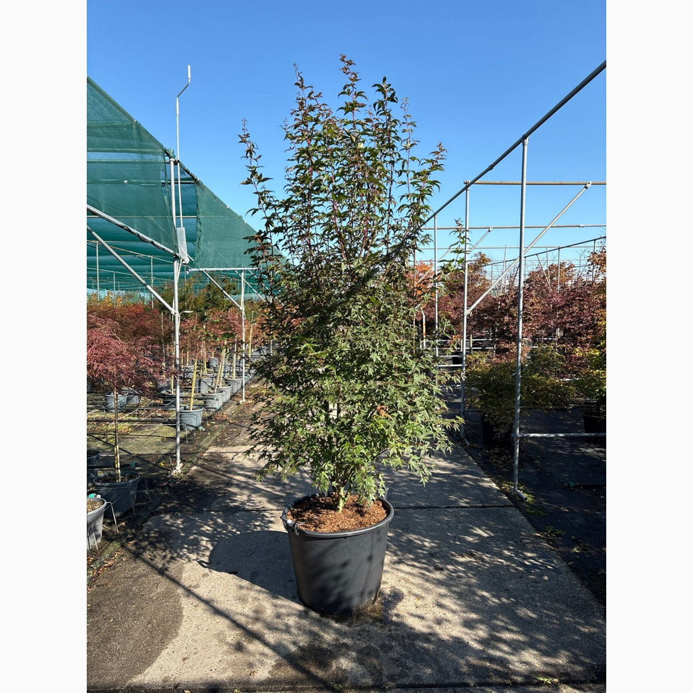 Japansk lönn – Acer pal. 'Redwine' - 250-300 CM in Cont.