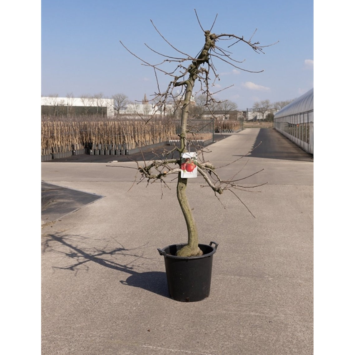 Äpple – Malus domestica 'Junami' - C60