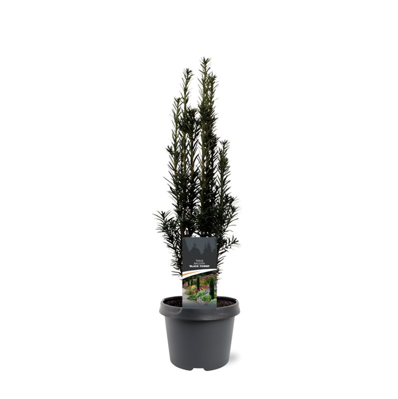 Idegran – Taxus baccata 'Black Tower' - C3 40-50 CM