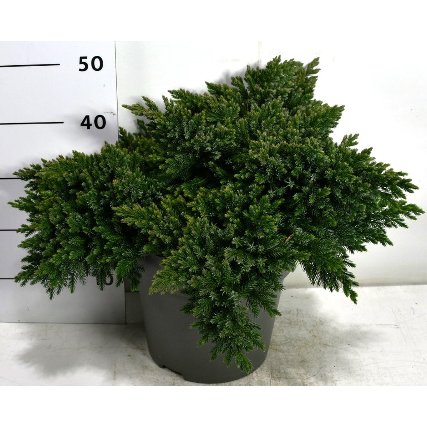Himalaya-en – Juniperus squamata 'Blue Star' - C12 40-50 cm.