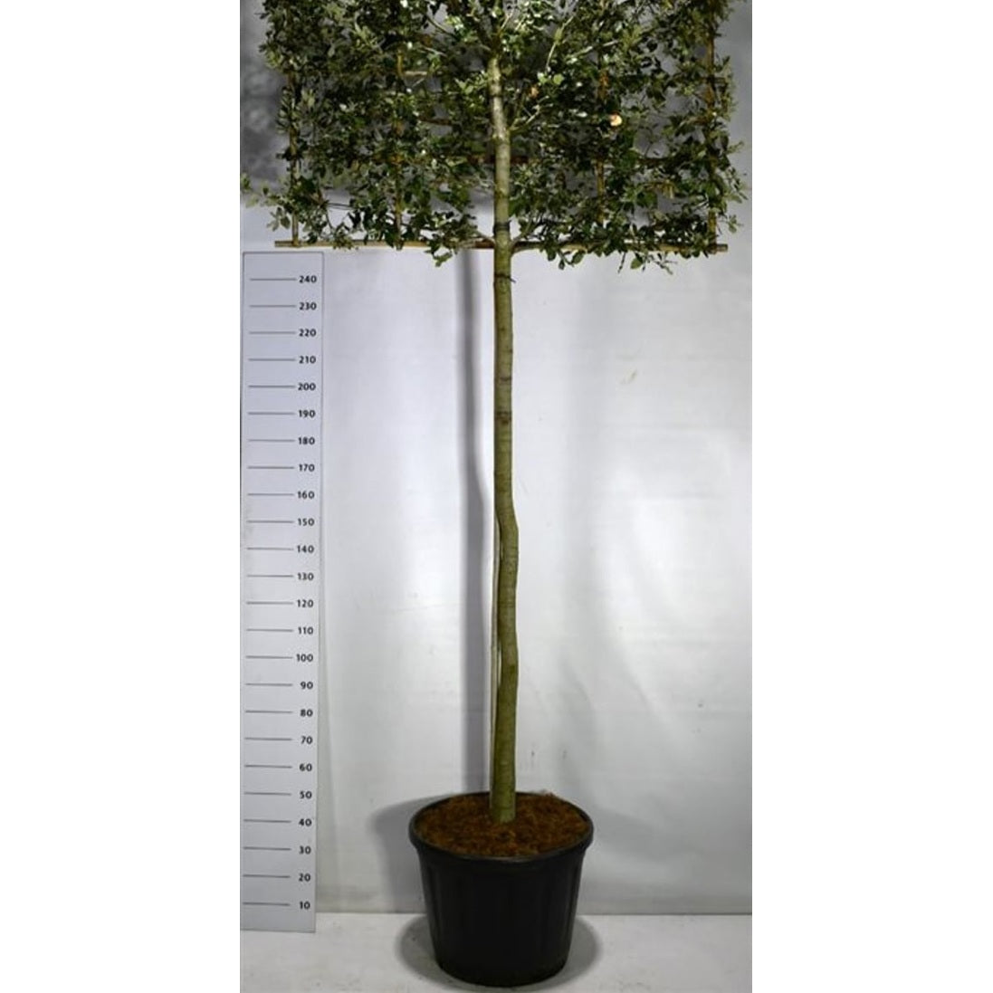 Stenek – Quercus ilex - C110 200 cm. Hoogstam Leivorm