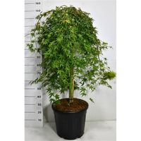 Japansk lönn – Acer palmatum 'Ryusen' - C35 90 cm. Stam