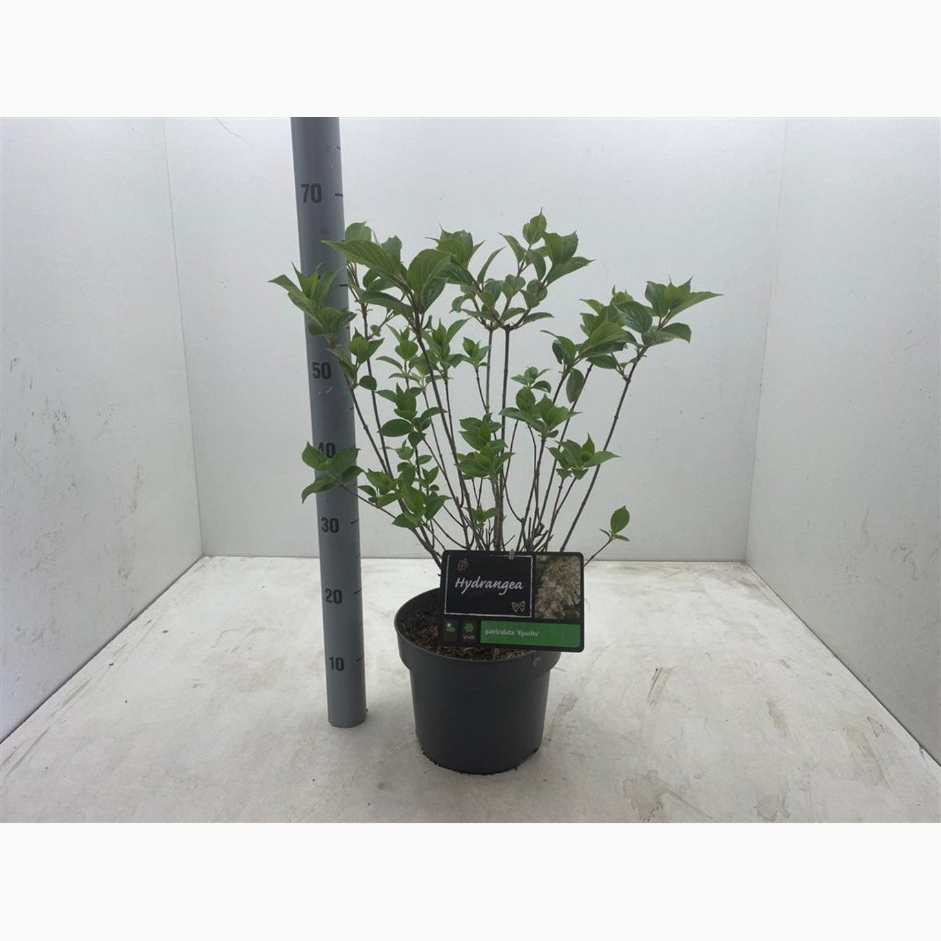 Syrenhortensia – Hydrangea paniculata 'Kyushu' - C5