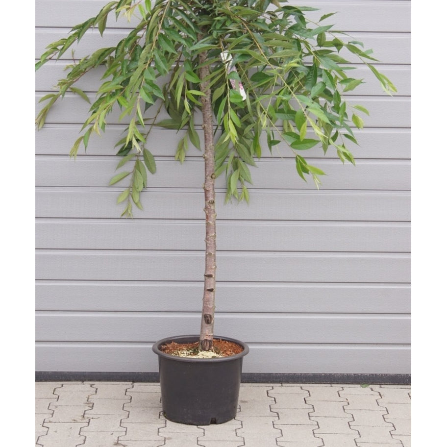 Hängkörsbär – Prunus pendula 'Pendula Rubra' - 120 CM Stem C20