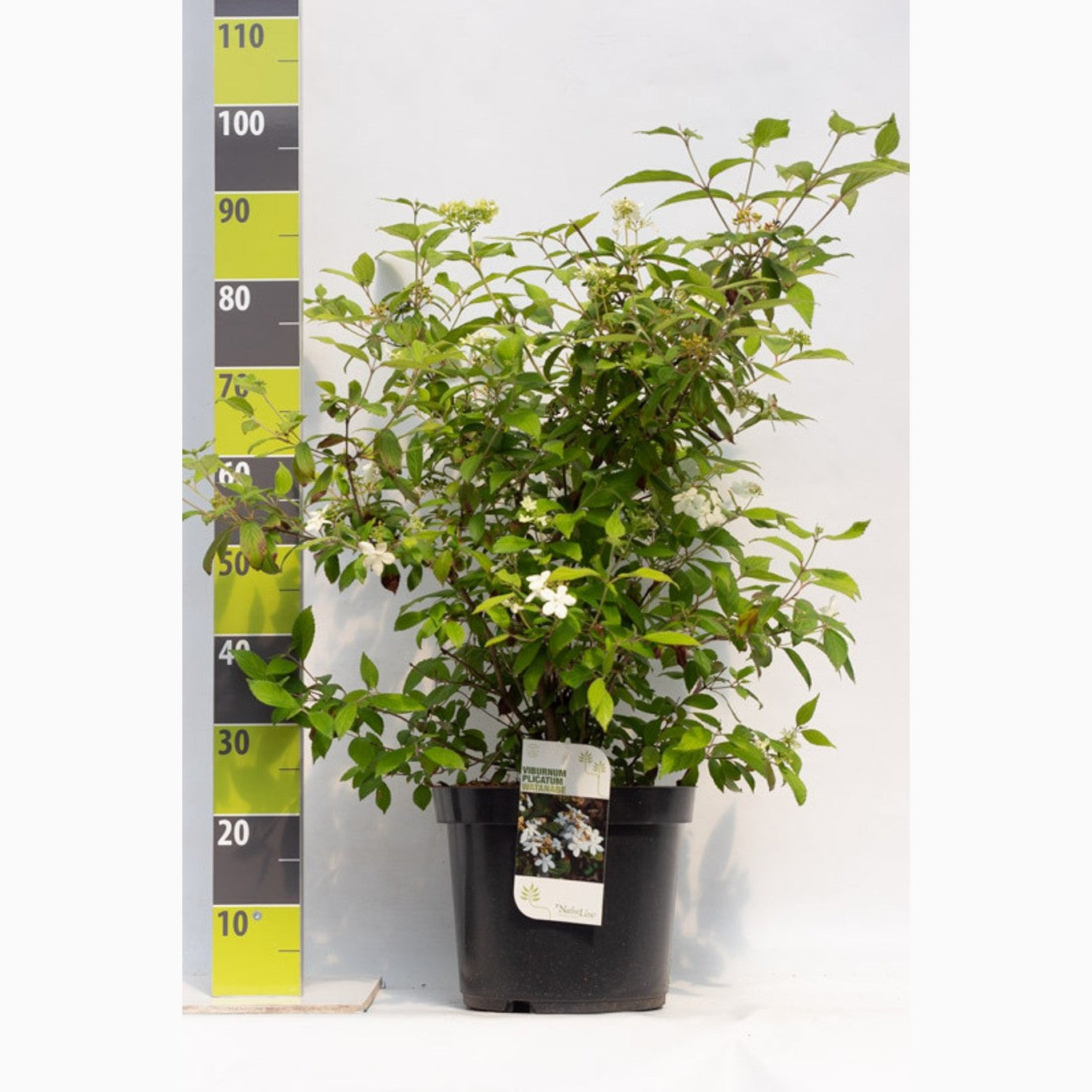 Japanskt olvon – Viburnum plicatum 'Watanabe' - C12