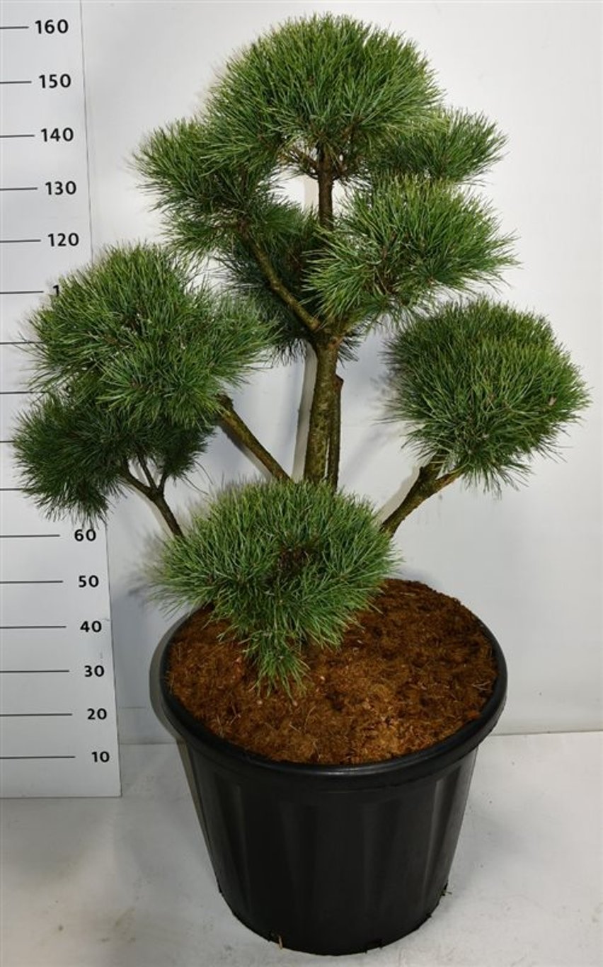 Tall – Pinus sylvestris &