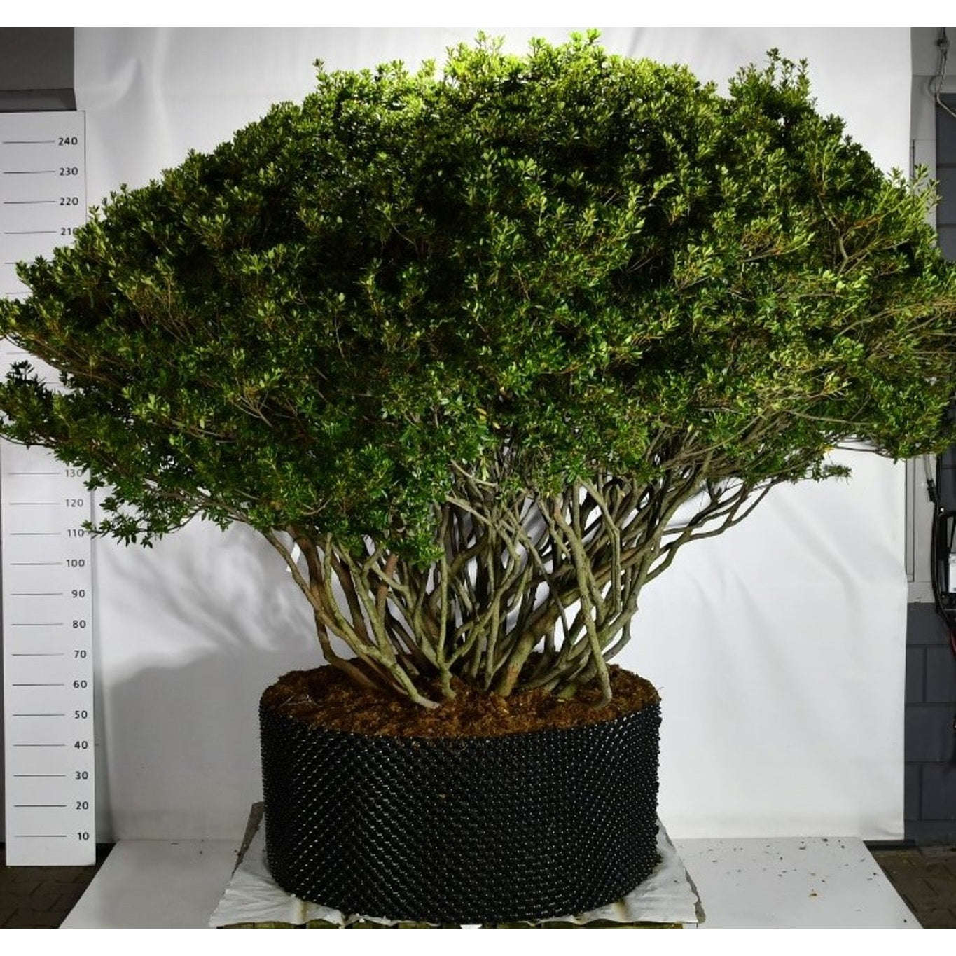 Japansk azalea – Rhododendron (AJ) 'Aladdin Scout' - C280 Meerstammig