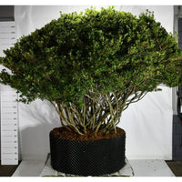 Japansk azalea – Rhododendron (AJ) 'Aladdin Scout' - C280 Meerstammig