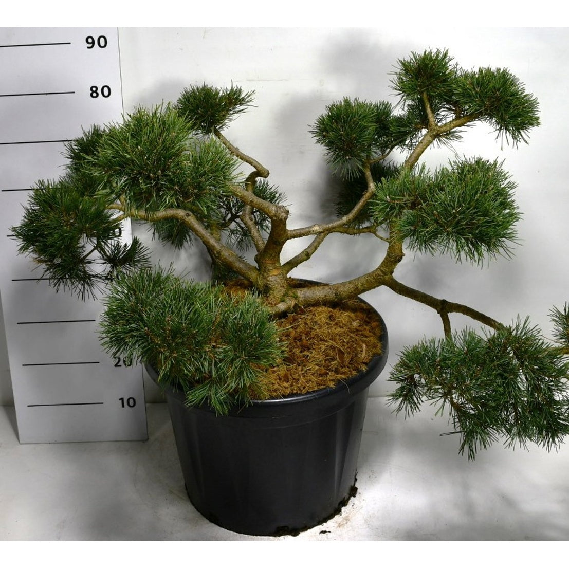 Tall – Pinus sylvestris &