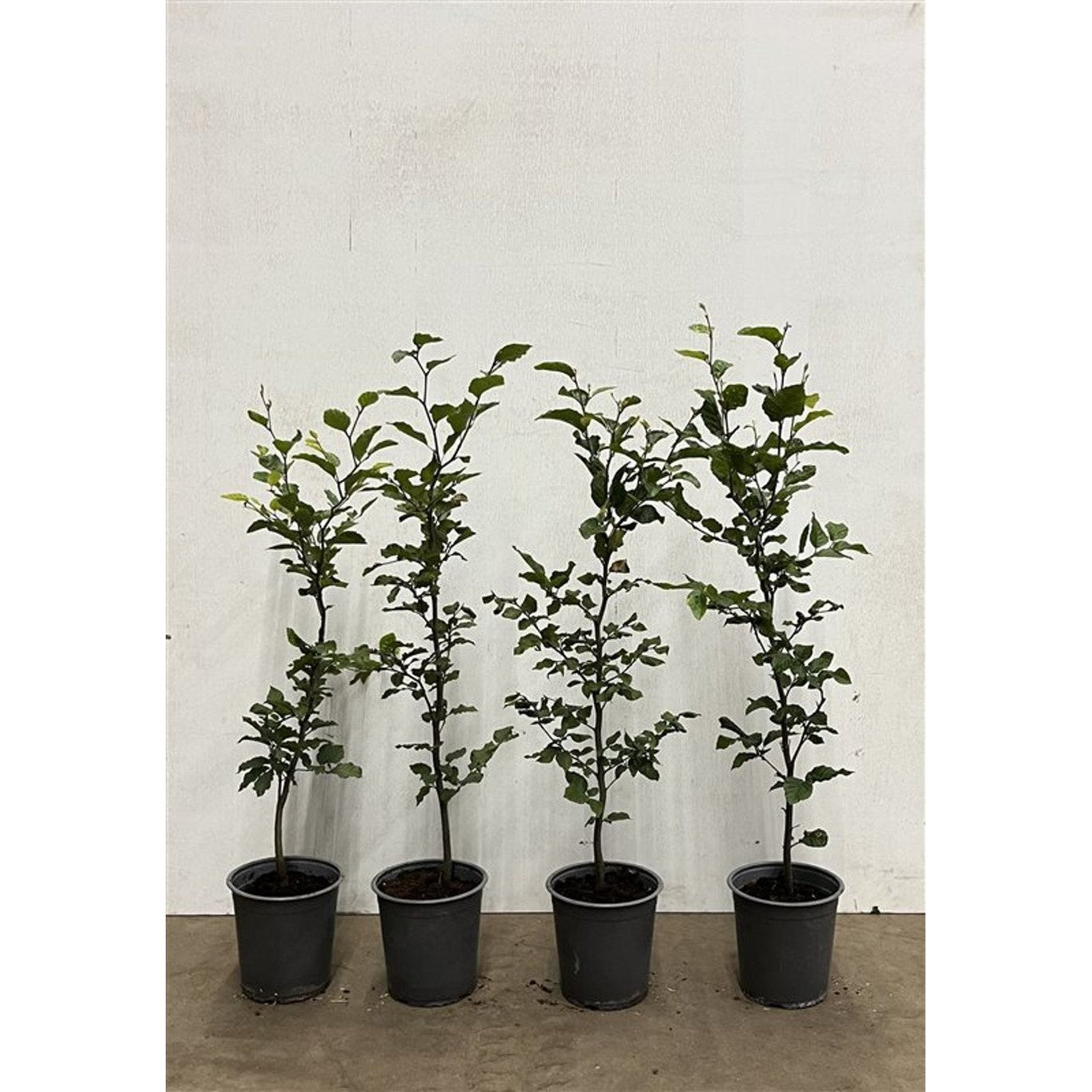 Blodbok – Fagus sylvatica - C2.5 80-100 CM