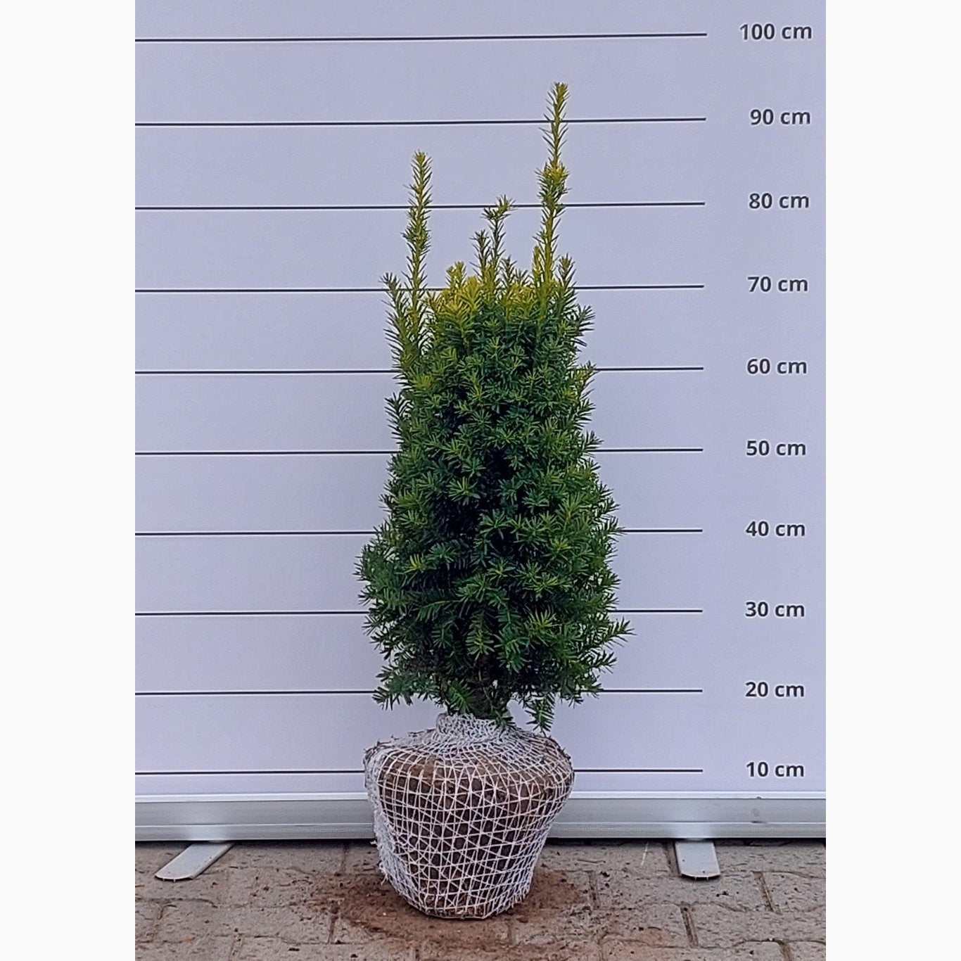 Idegran – Taxus baccata 'Judith' - 50-60 CM RB