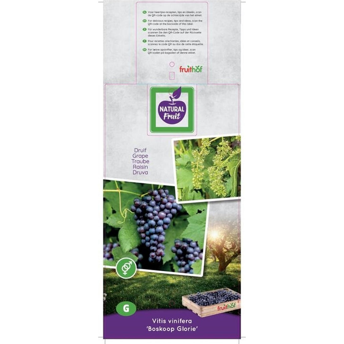 Vinranka – Vitis &