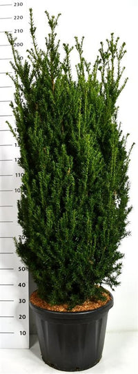 Hybrididegran – Taxus media 'Hillii' - C45 150-175 cm.
