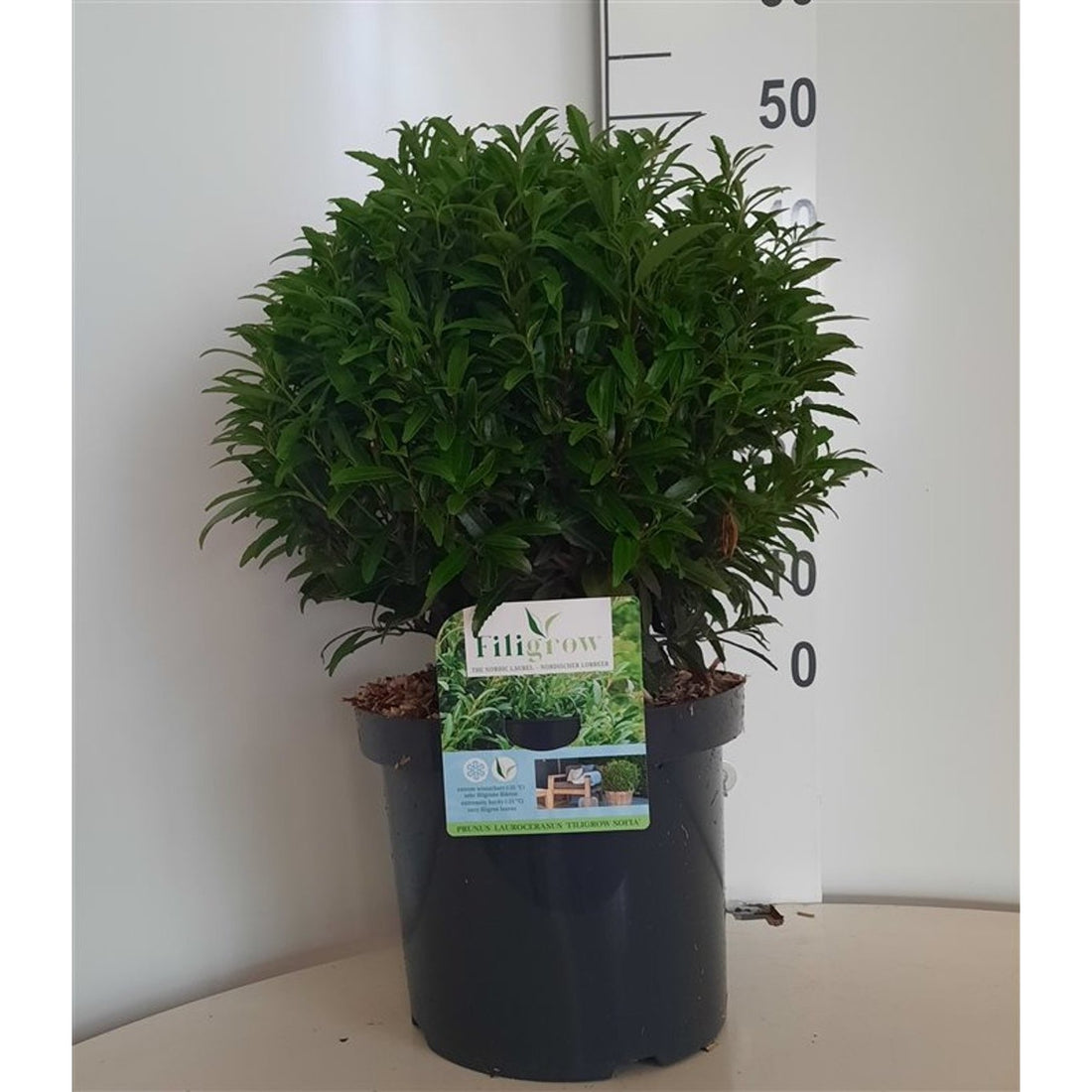 Lagerhägg – Prunus laurocerasus &