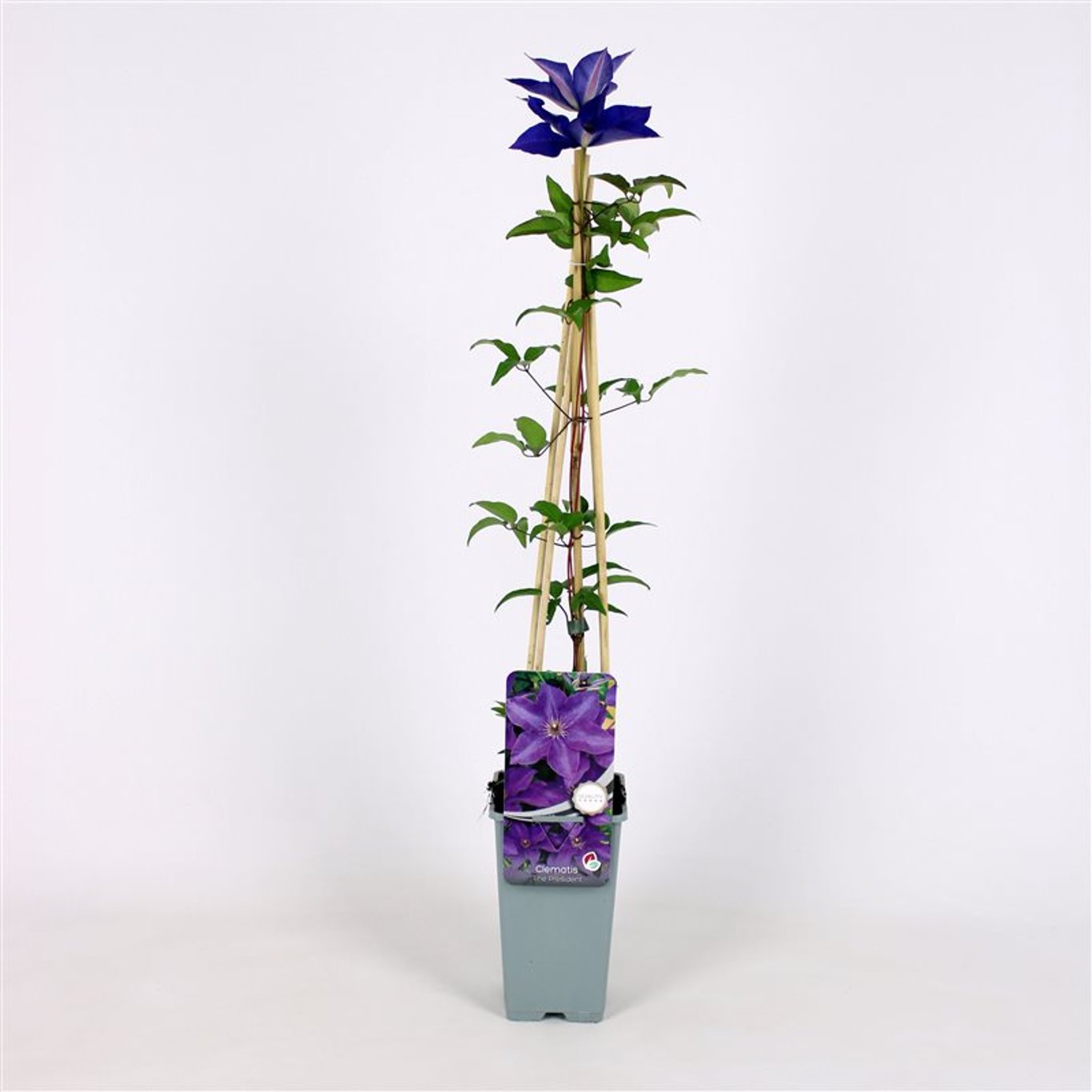 Klematis – Clematis 'The President' - C2 70/+ CM