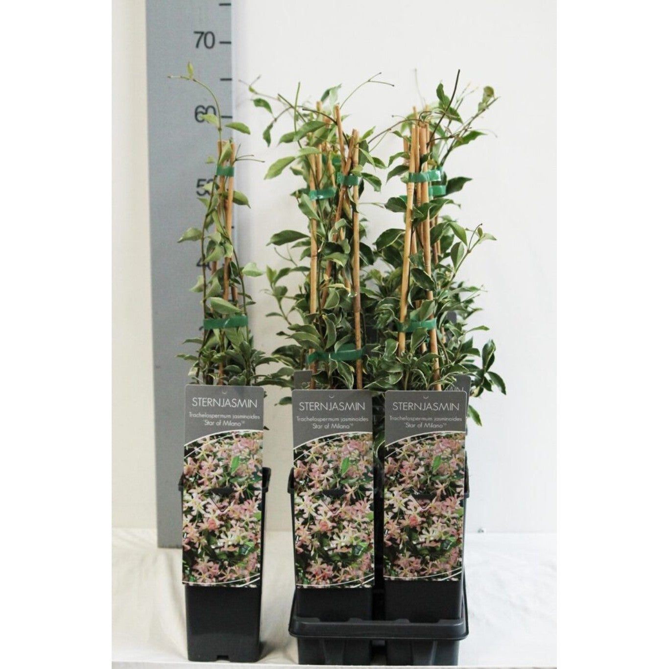 Stjärnjasmine – Trachelospermum asiaticum 'Star of Milano' - C2 50-60 CM Stick