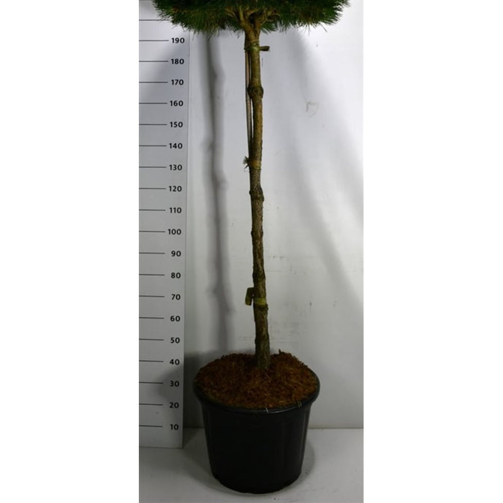 Svarttall – Pinus nigra 'Pierrick Bregeon' - C65 150 cm. Stam