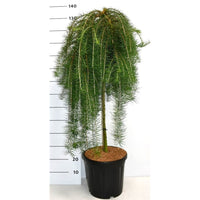 Japansk lärk – Larix kaempferi 'Boring Weeper' - C18 90 cm. Stam