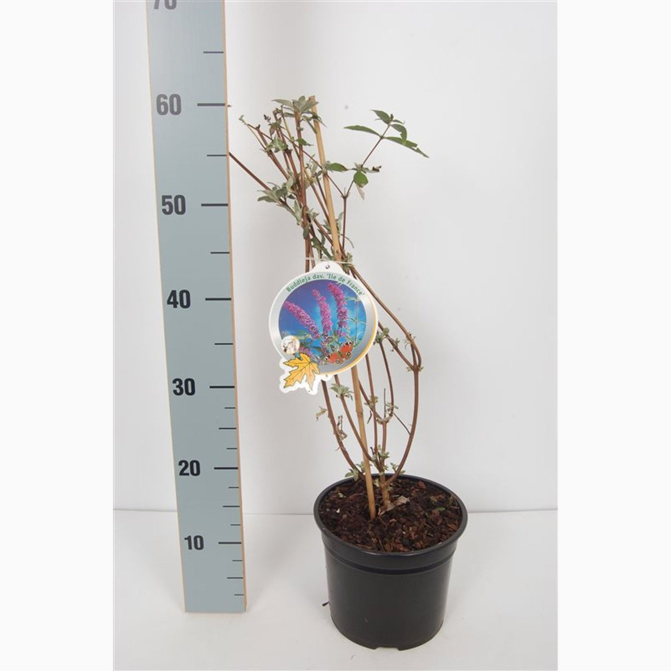 Sommarlilja – Buddleja d. 'Ile de France' - C3 50-60 CM