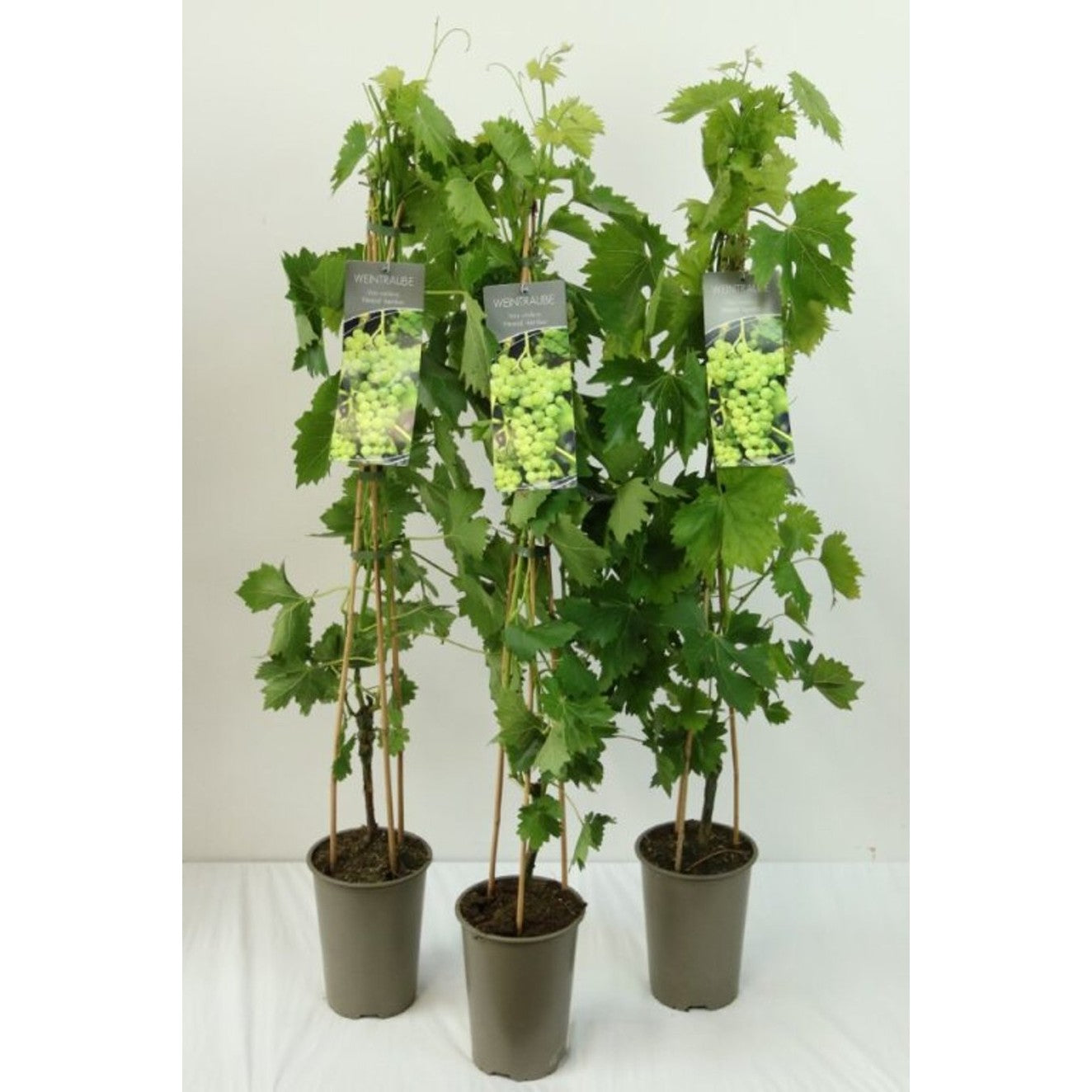 Vinranka – Vitis 'Himrod' - C3 80-100 CM Stick