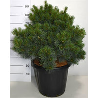 Västra vit­tall – Pinus strobus 'Krüger's Lilliput' - C25 60-70 cm.