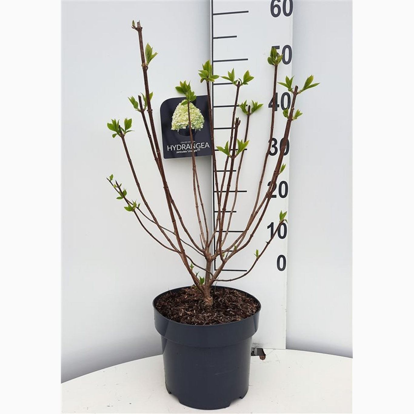 Syrenhortensia – Hydrangea paniculata 'Limelight' - C5 50-60 CM