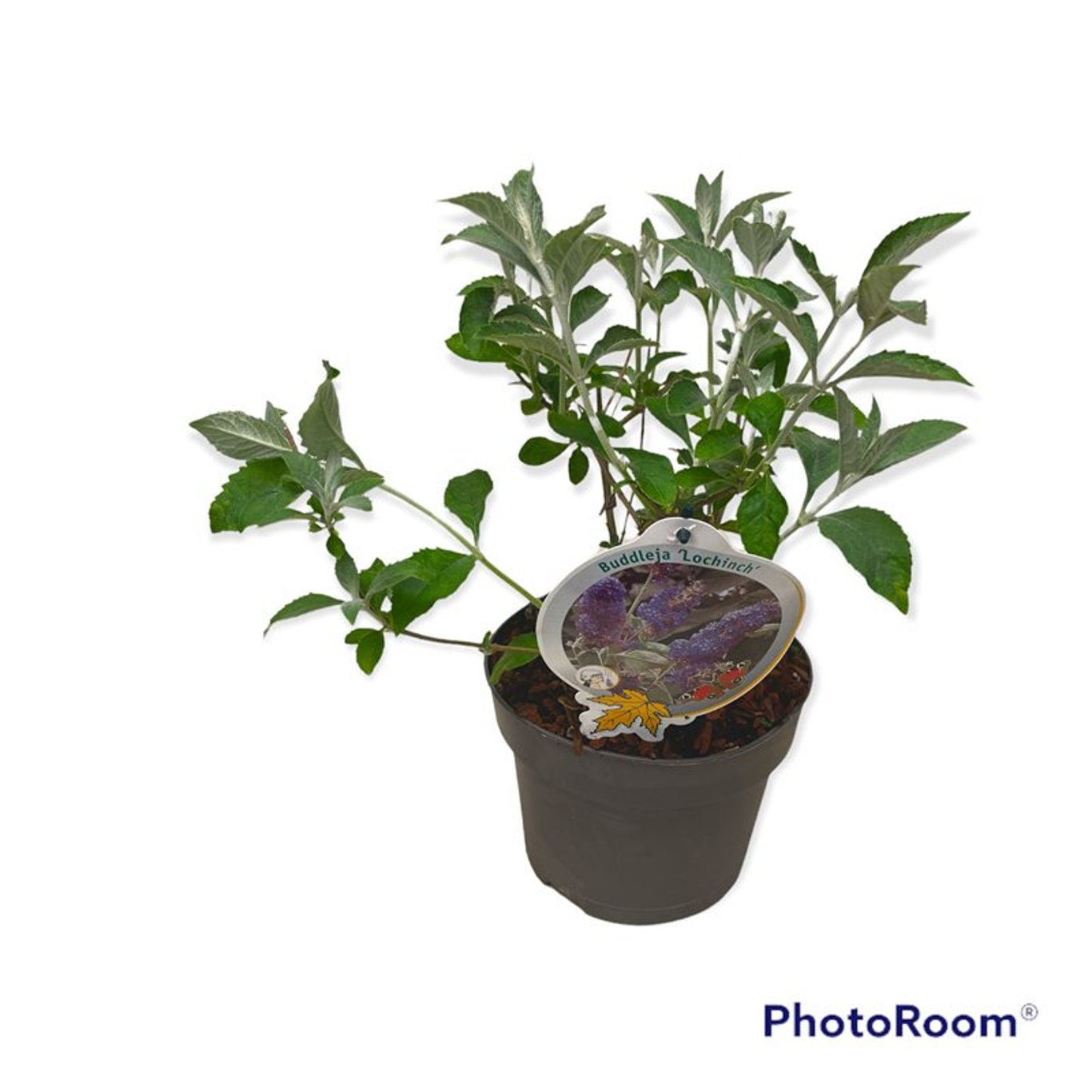 Sommarlilja – Buddleja 'Lochinch' - C3