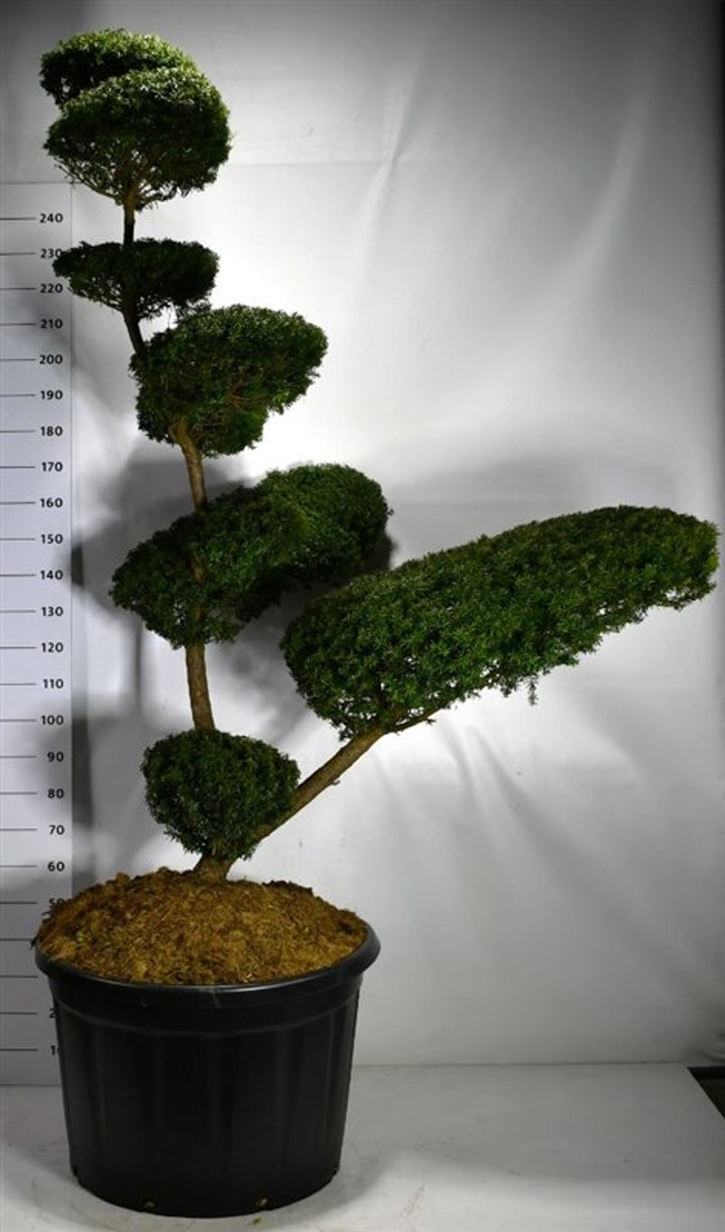 Japansk idegran – Taxus cuspidata - C230 180-200 cm. Bonsai