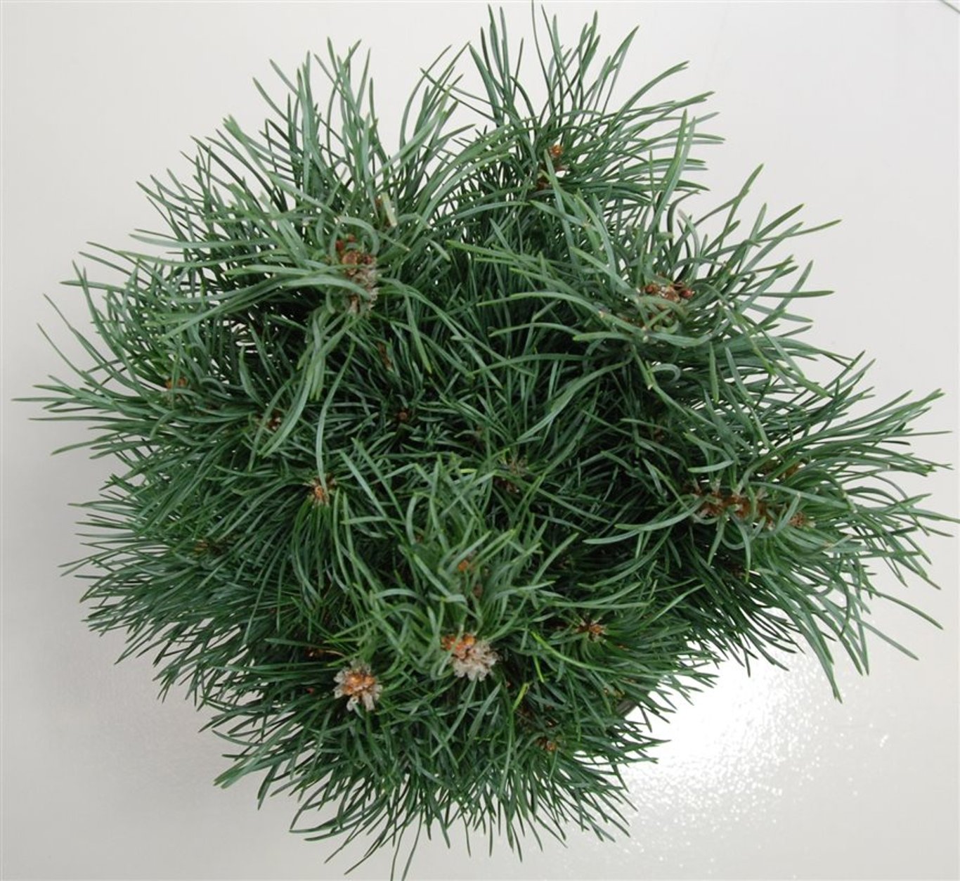 Tall – Pinus sylvestris 'Fastigiata' - C13 50-60 cm.