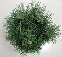 Tall – Pinus sylvestris 'Fastigiata' - C13 50-60 cm.