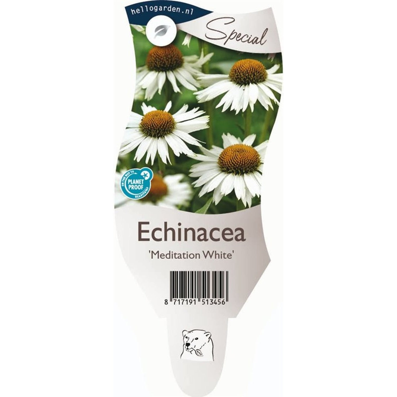 Röd solhatt – Echinacea 'Meditation White' - P11
