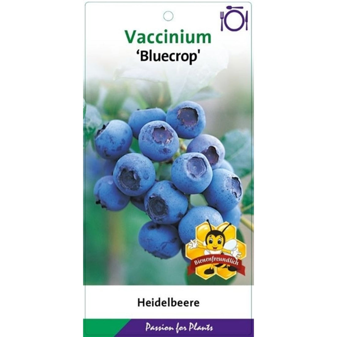 Trädgårdsblåbär – Vaccinium corymbosum &