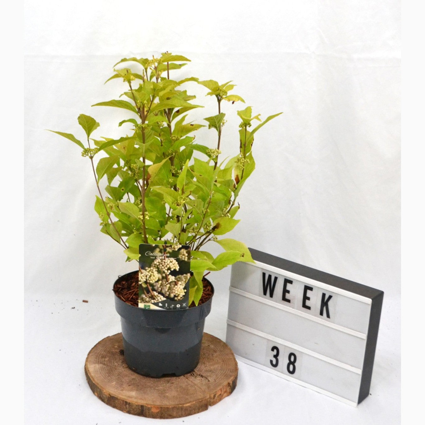 Skönhetsbär – Callicarpa bodinieri 'Magical Snow Queen' - C3 20-40 CM