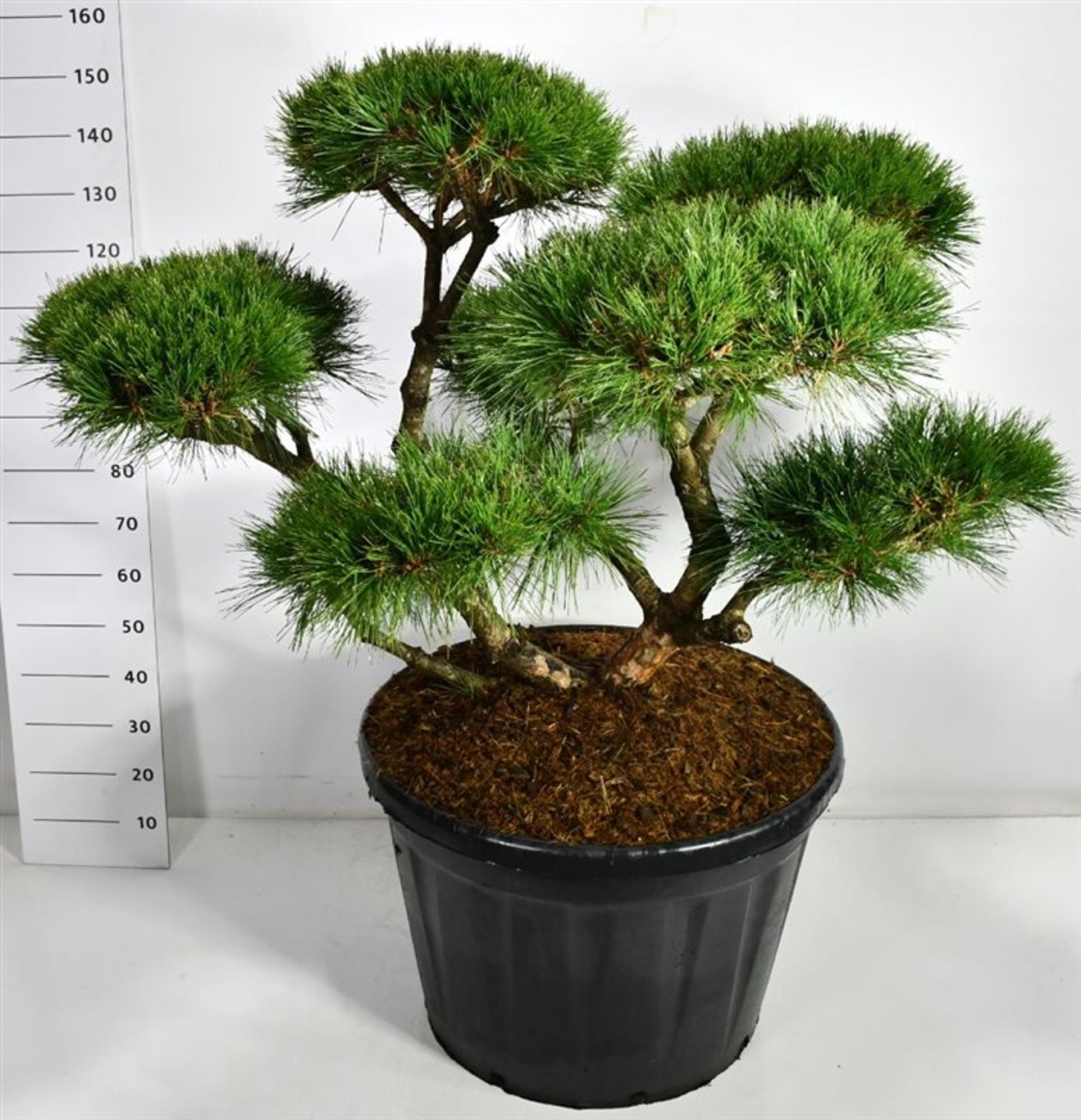 Svarttall – Pinus nigra &