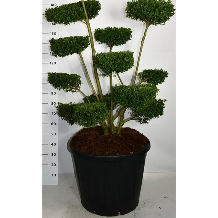 Japansk järnek – Ilex crenata 'Ellipta Convex' - C130 150-160 cm. Bonsai