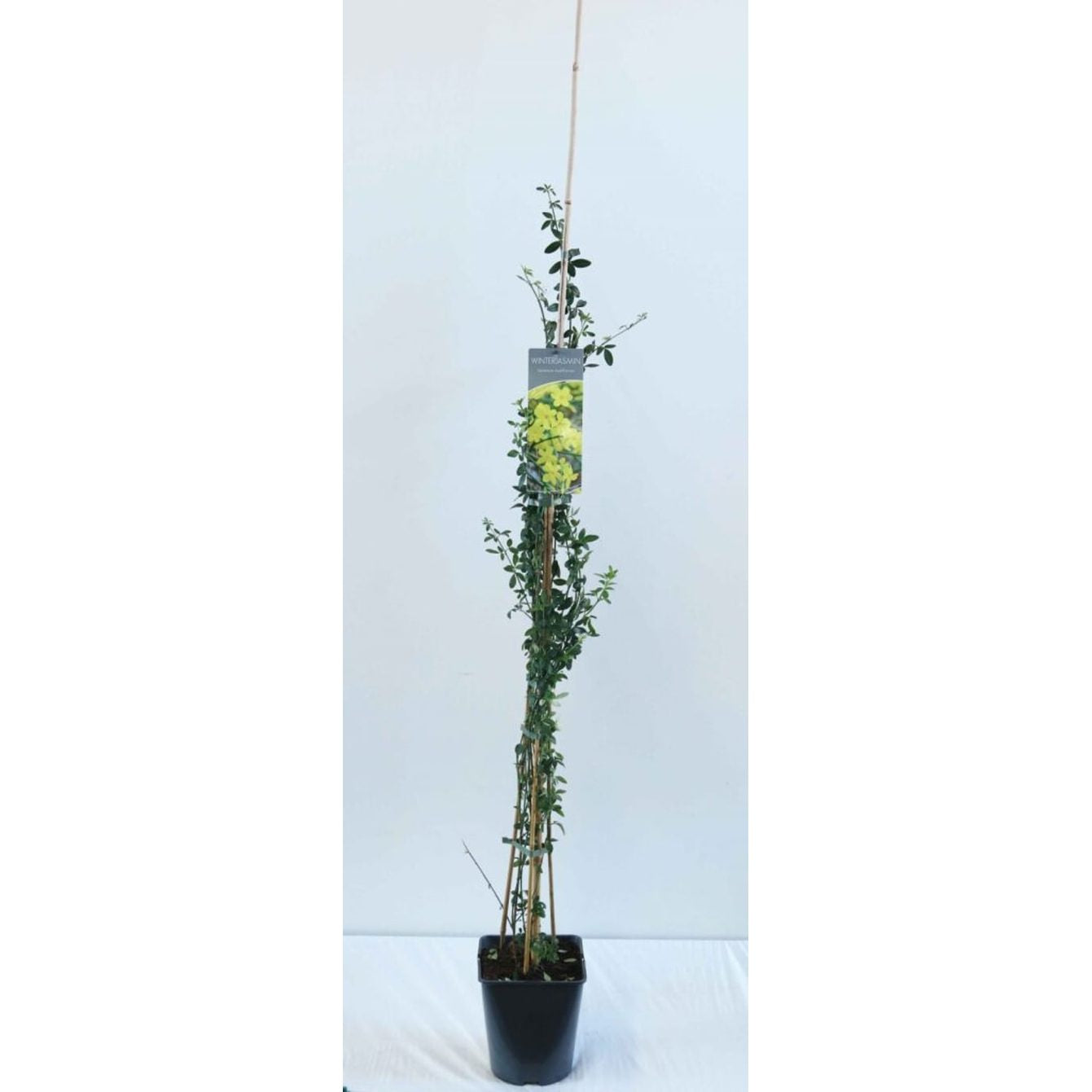 Vinterjasmin – Jasminum nudiflorum - C5 125-175 CM Stick