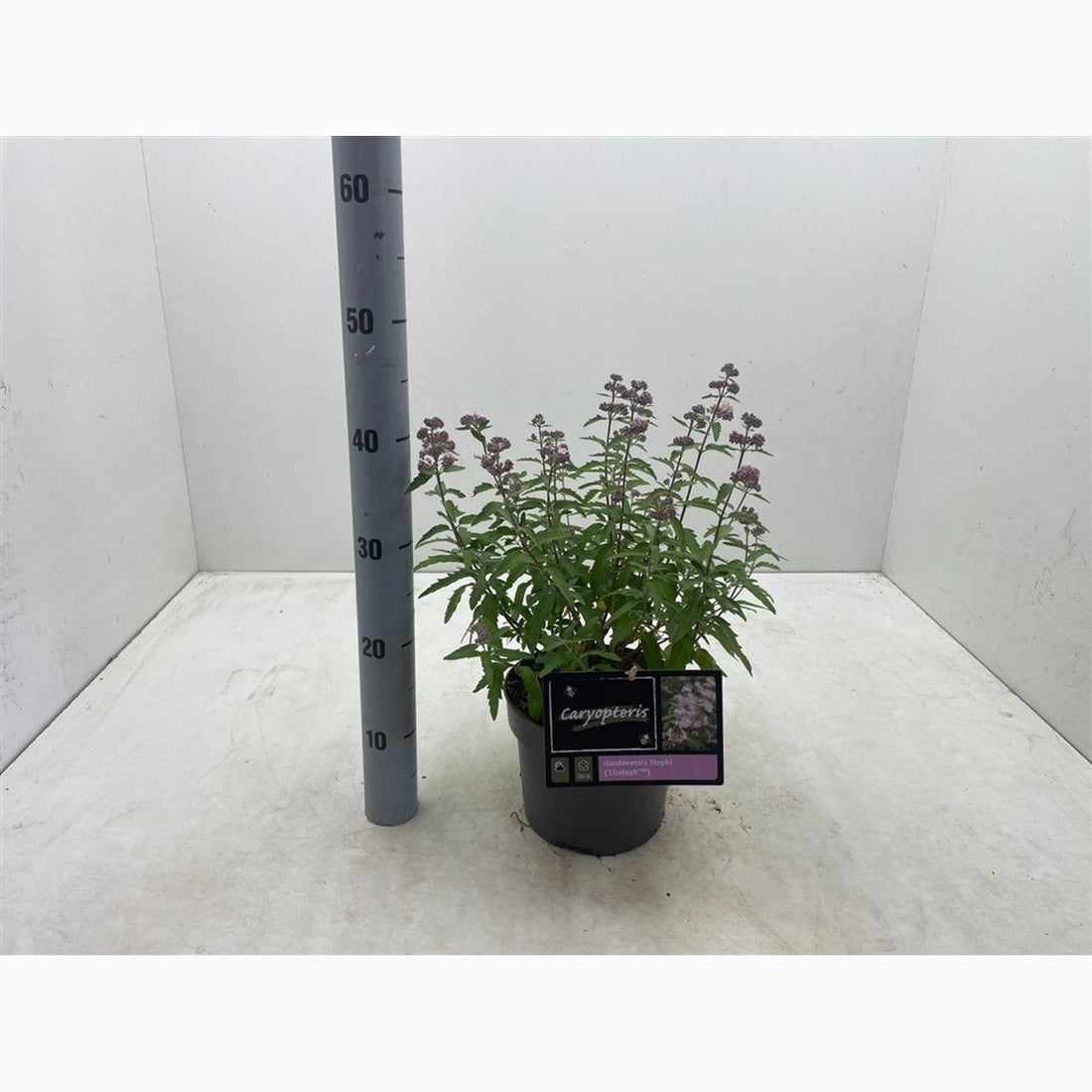 Blåspirea – Caryopteris clandonensis &