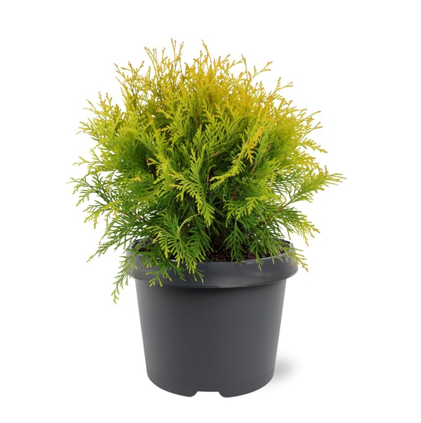 Thuja – Thuja occidentalis 'Golden Globe' - C3 25-30 CM