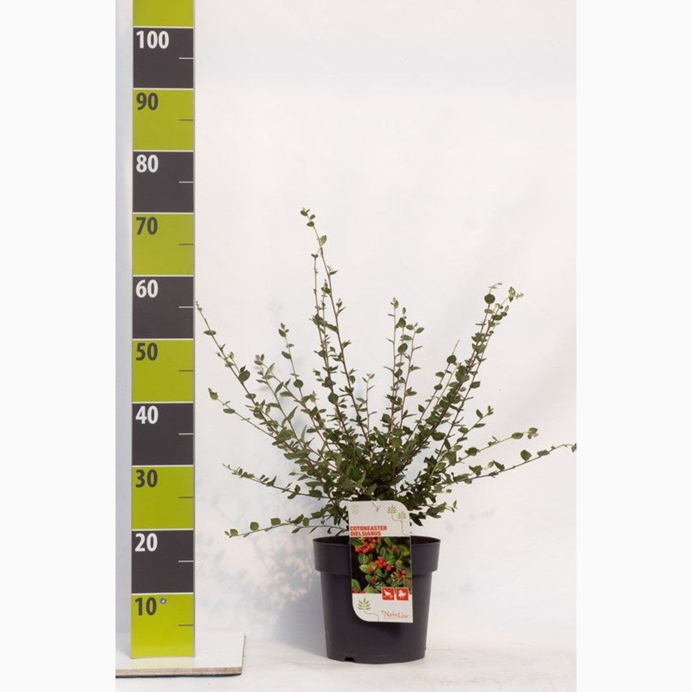 Krypoxbär – Cotoneaster dielsianus - C4,6 40-60 CM