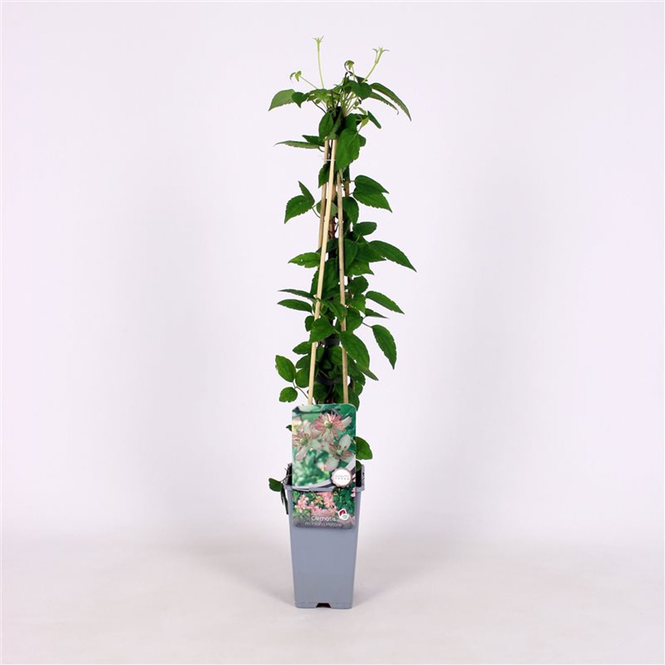 Klematis – Clematis 'Marjorie' - C2 70/+ CM