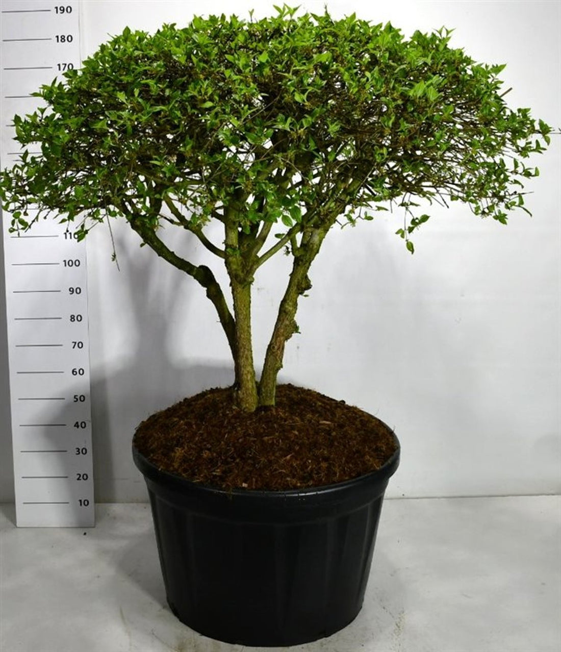 Cornus mas – Cornus mas - C230 100-125 cm. Parasol