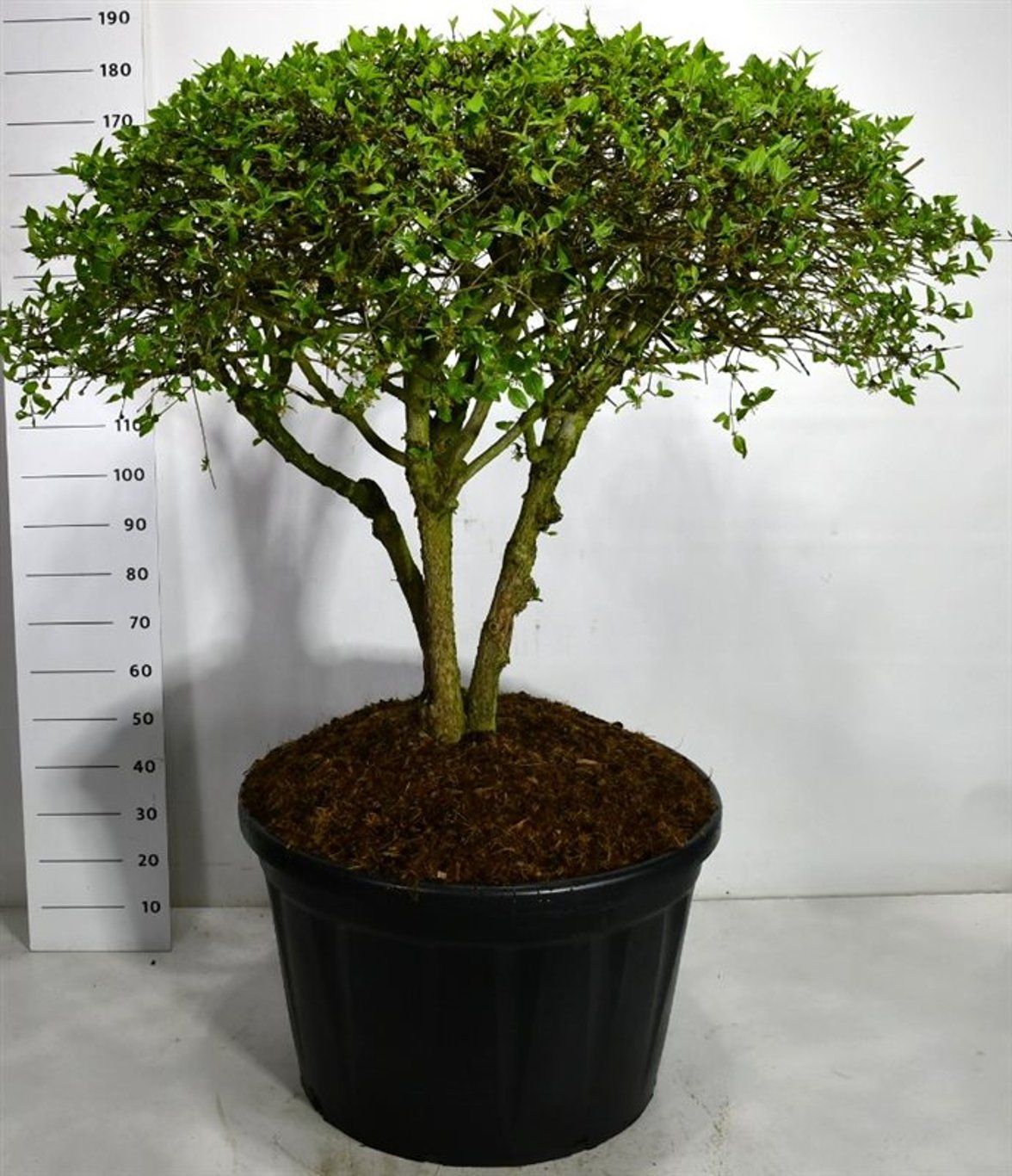 Cornus mas – Cornus mas - C230 100-125 cm. Parasol
