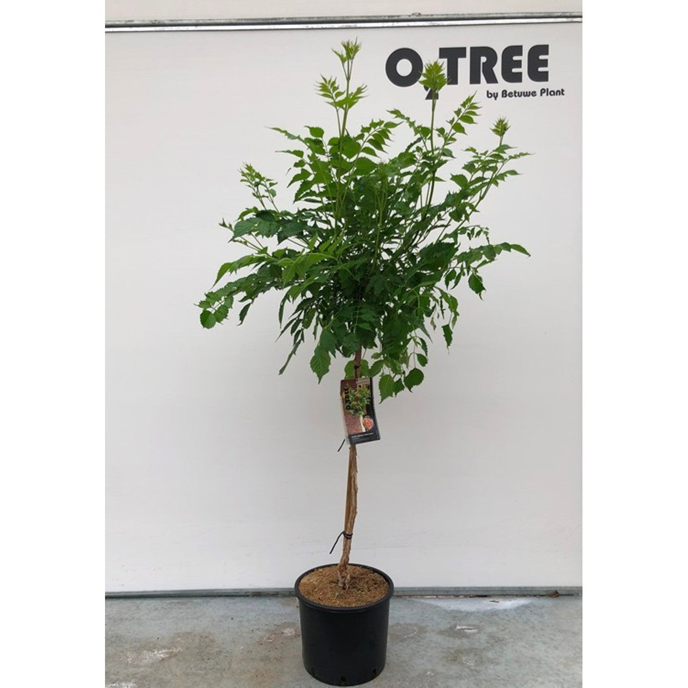 Trumpetranka – Campsis tagliabuana 'Indian Summer' - 80 CM Stem C10