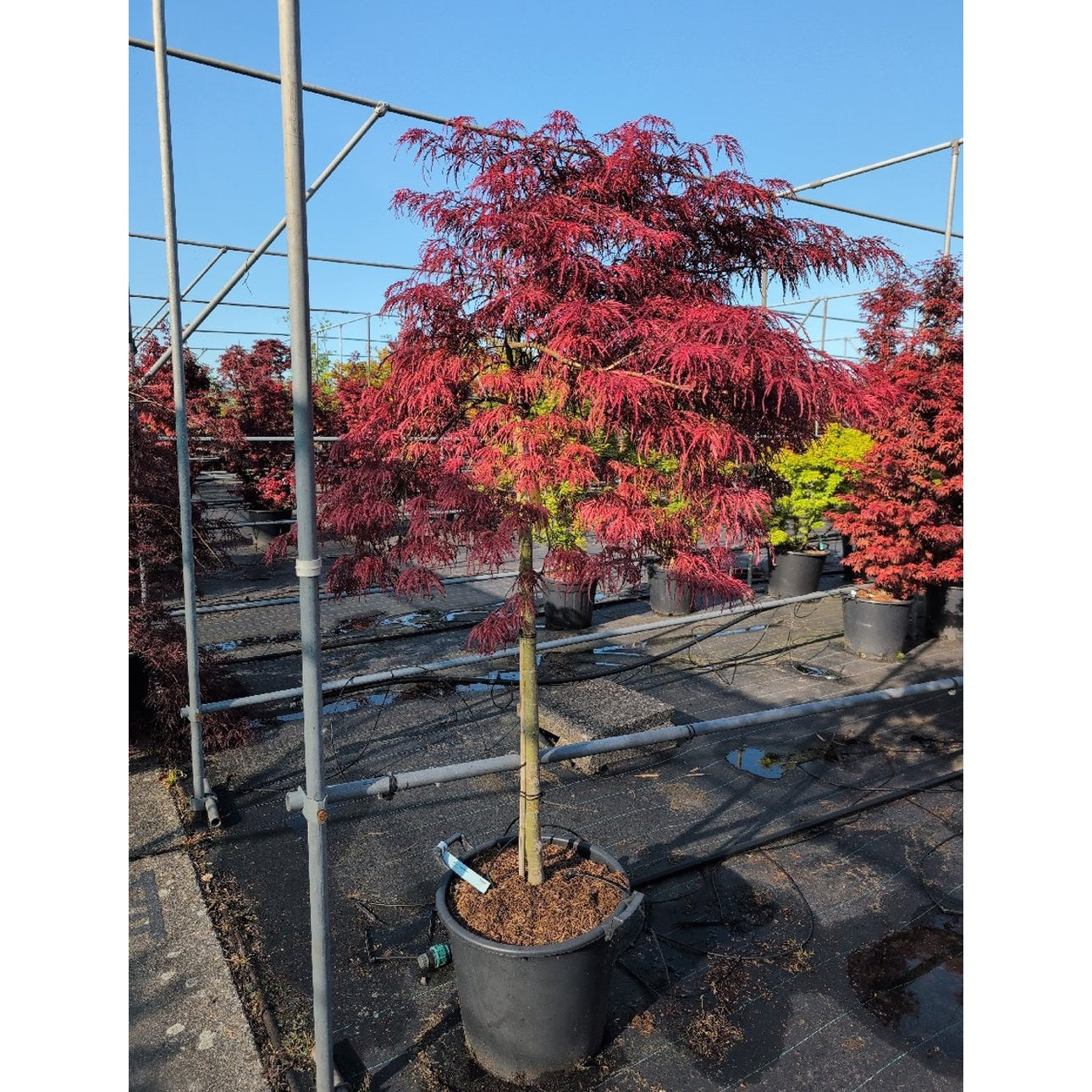 Japansk lönn – Acer pal. 'Inaba-shidare' - 90 CM Stem C30