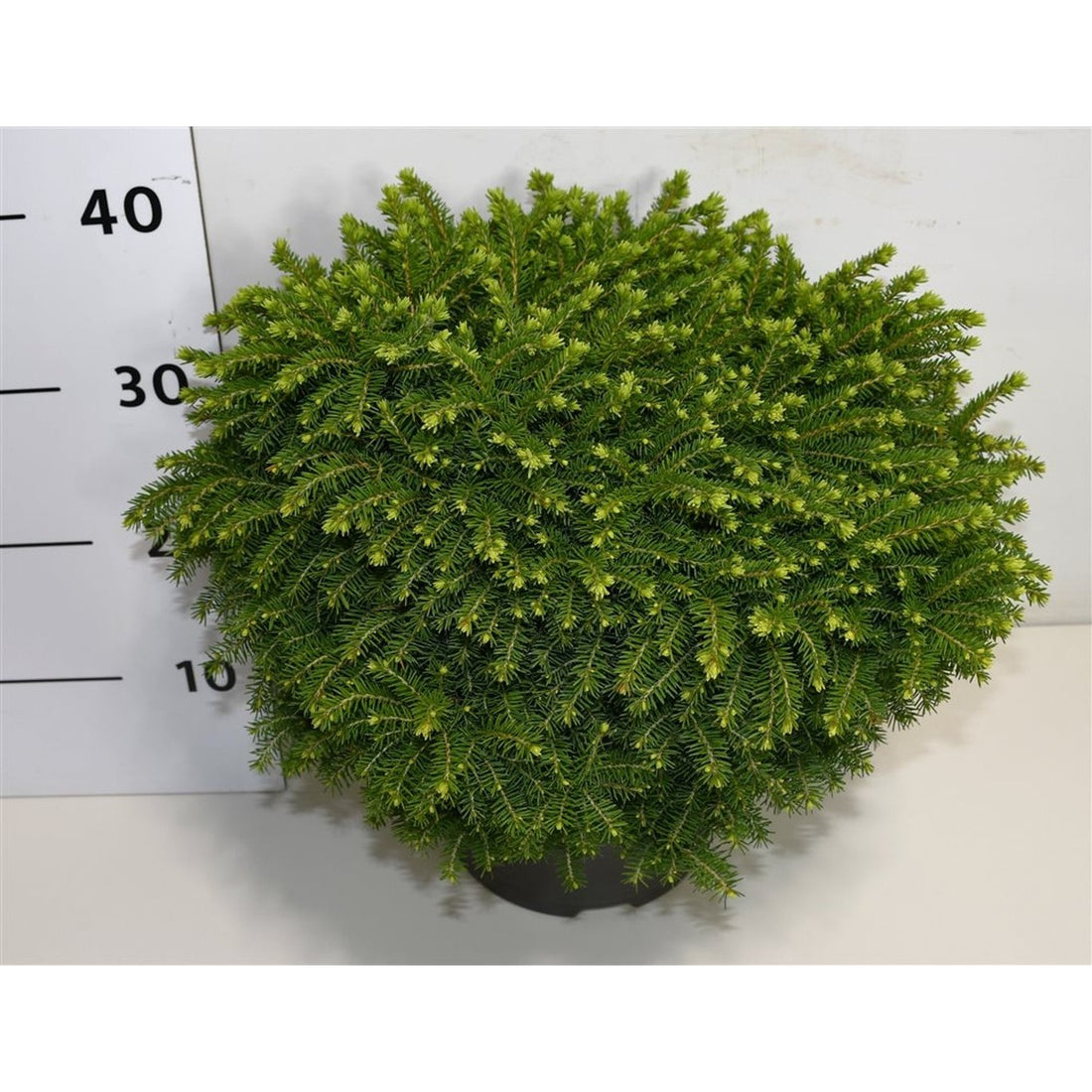 Gran – Picea abies &